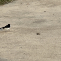 Rhipidura leucophrys at Acton, ACT - 13 May 2023