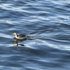 Poliocephalus poliocephalus (Hoary-headed Grebe) at Lake Burley Griffin West - 13 May 2023 by LeafBird
