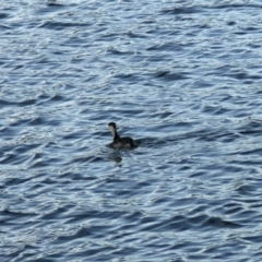 Poliocephalus poliocephalus at Acton, ACT - 13 May 2023