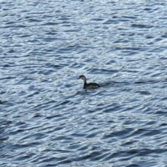 Poliocephalus poliocephalus at Acton, ACT - 13 May 2023