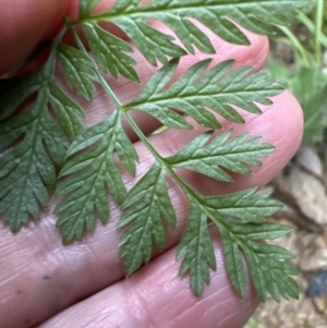 Conium maculatum at Aranda, ACT - 13 May 2023