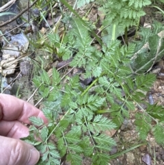 Conium maculatum at Aranda, ACT - 13 May 2023