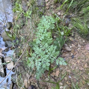 Conium maculatum at Aranda, ACT - 13 May 2023