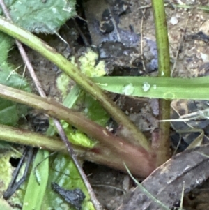 Conium maculatum at Aranda, ACT - 13 May 2023