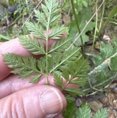 Conium maculatum at Aranda, ACT - 13 May 2023