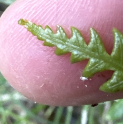 Unverified Fern or Clubmoss at Aranda, ACT - 13 May 2023 by lbradley