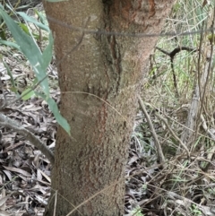 Hakea salicifolia (Willow-leaved Hakea) at Aranda Bushland - 13 May 2023 by lbradley