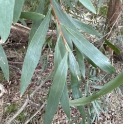 Hakea salicifolia at Aranda, ACT - 13 May 2023