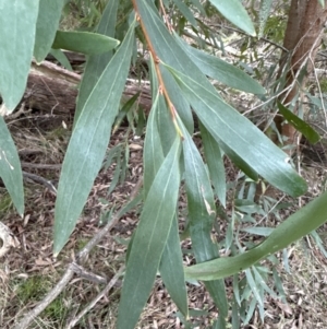 Hakea salicifolia at Aranda, ACT - 13 May 2023