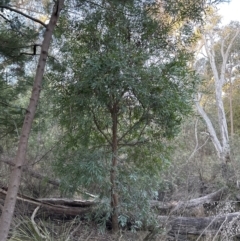 Hakea salicifolia at Aranda, ACT - 13 May 2023