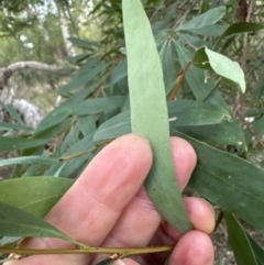 Hakea salicifolia at Aranda, ACT - 13 May 2023 04:24 PM