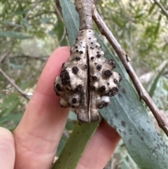 Hakea salicifolia at Aranda, ACT - 13 May 2023 04:24 PM