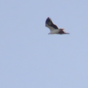 Haliaeetus leucogaster at Fyshwick, ACT - 13 May 2023 12:45 PM