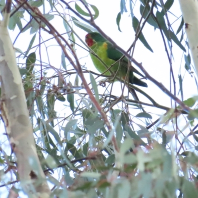 Lathamus discolor (Swift Parrot) at Watson, ACT - 13 May 2023 by TomW