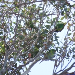 Lathamus discolor at Watson, ACT - suppressed