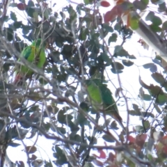 Lathamus discolor at Watson, ACT - suppressed