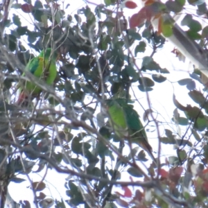 Lathamus discolor at Watson, ACT - 13 May 2023