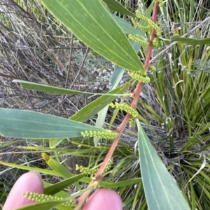 Acacia longifolia subsp. longifolia at Aranda, ACT - 13 May 2023 04:39 PM