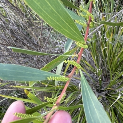 Acacia longifolia subsp. longifolia (sallow or Sydney golden wattle) at Aranda, ACT - 13 May 2023 by lbradley
