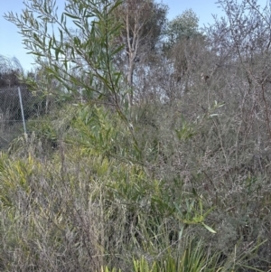 Acacia longifolia subsp. longifolia at Aranda, ACT - 13 May 2023