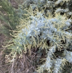 Acacia baileyana (Cootamundra Wattle, Golden Mimosa) at Aranda Bushland - 13 May 2023 by lbradley