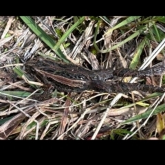 Crinia signifera (Common Eastern Froglet) at Birrigai - 13 May 2023 by jac