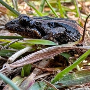 Crinia signifera at Paddys River, ACT - 13 May 2023