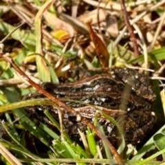 Crinia signifera at Paddys River, ACT - 13 May 2023