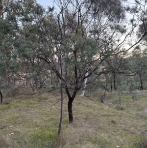 Acacia baileyana x Acacia dealbata at Aranda, ACT - 13 May 2023