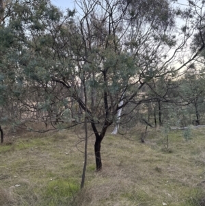 Acacia baileyana x Acacia dealbata at Molonglo Valley, ACT - 13 May 2023
