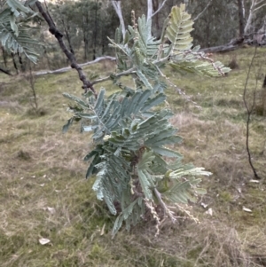 Acacia baileyana x Acacia dealbata at Aranda, ACT - 13 May 2023