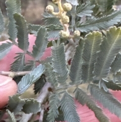 Acacia baileyana x Acacia dealbata at Aranda, ACT - 13 May 2023