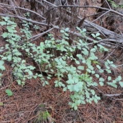 Pittosporum tenuifolium (Kohuhu) at Isaacs, ACT - 13 May 2023 by Mike