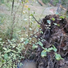 Pittosporum tenuifolium (Kohuhu) at Isaacs Ridge - 13 May 2023 by Mike