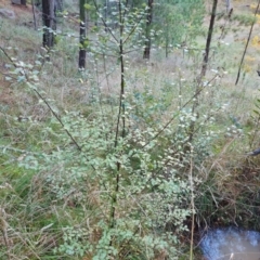 Pittosporum tenuifolium at Isaacs, ACT - 13 May 2023