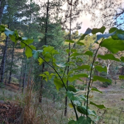 Leycesteria formosa (Himalayan Honeysuckle) at Isaacs Ridge and Nearby - 13 May 2023 by Mike