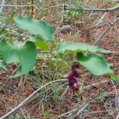 Leycesteria formosa at Isaacs, ACT - 13 May 2023 04:18 PM