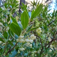 Arbutus unedo (Strawberry Tree) at Isaacs Ridge and Nearby - 13 May 2023 by Mike