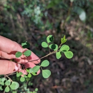 Goodia lotifolia at Cornishtown, VIC - 13 May 2023