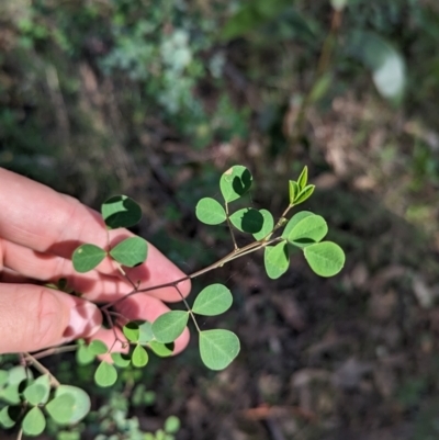 Goodia lotifolia (Golden Tip) at Cornishtown, VIC - 13 May 2023 by Darcy