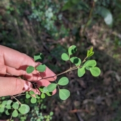 Goodia lotifolia at Cornishtown, VIC - 13 May 2023