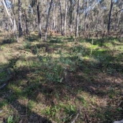 Goodia lotifolia at Cornishtown, VIC - 13 May 2023 11:25 AM