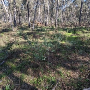 Goodia lotifolia at Cornishtown, VIC - 13 May 2023 11:25 AM