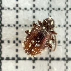 Ptinus sp. (genus) (Ptinid beetle) at Braddon, ACT - 7 May 2023 by Hejor1