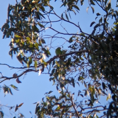 Lathamus discolor (Swift Parrot) at Chiltern-Mt Pilot National Park - 13 May 2023 by Darcy