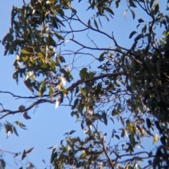 Lathamus discolor (Swift Parrot) at Chiltern, VIC - 13 May 2023 by Darcy