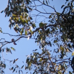 Lathamus discolor at Chiltern, VIC - 13 May 2023