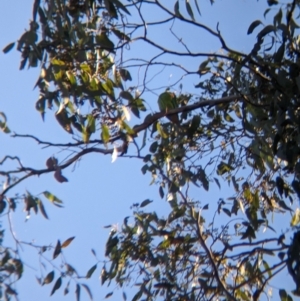 Lathamus discolor at Chiltern, VIC - 13 May 2023