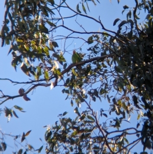 Lathamus discolor at Chiltern, VIC - 13 May 2023