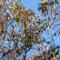 Lathamus discolor at Chiltern, VIC - suppressed
